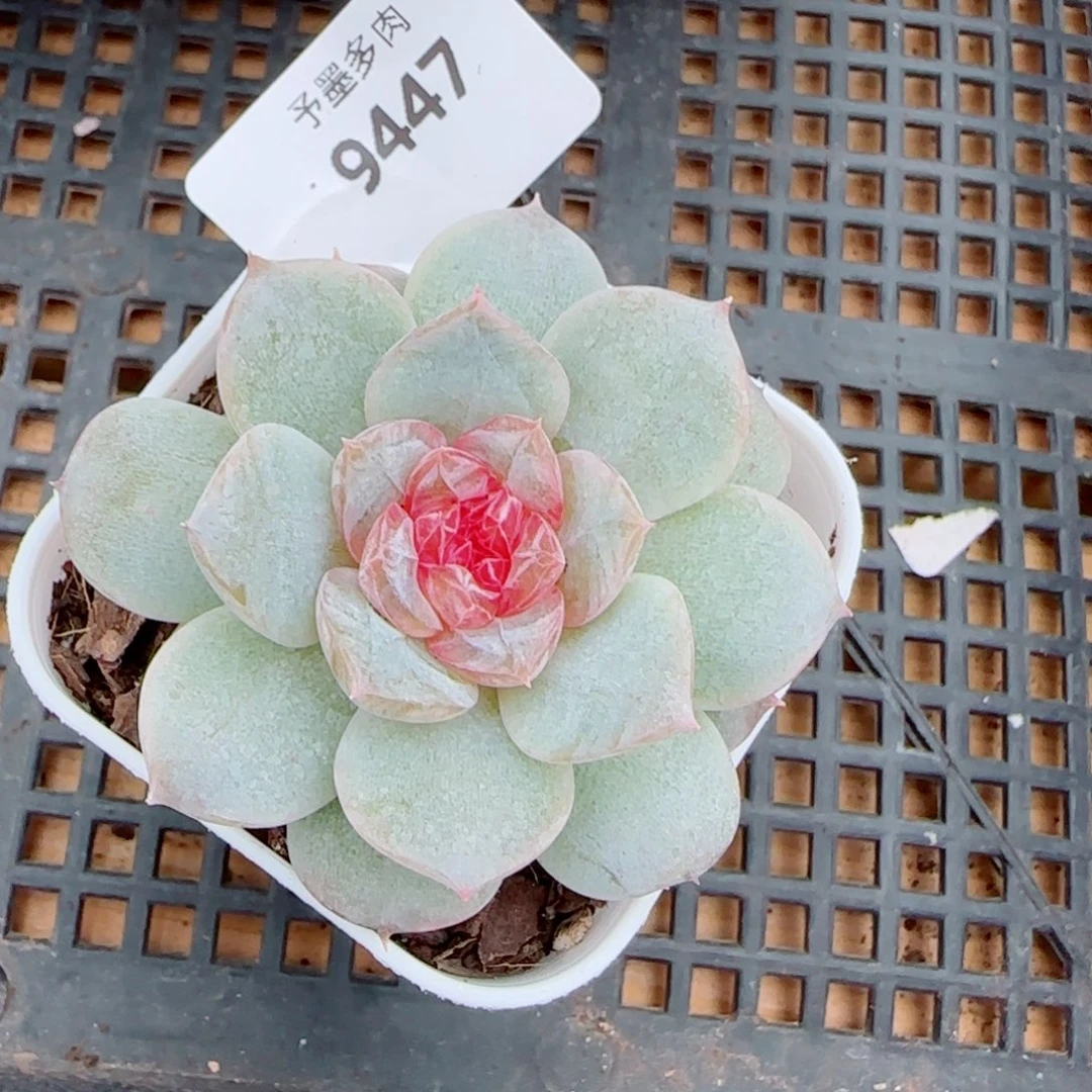 新品，9447多肉植物
