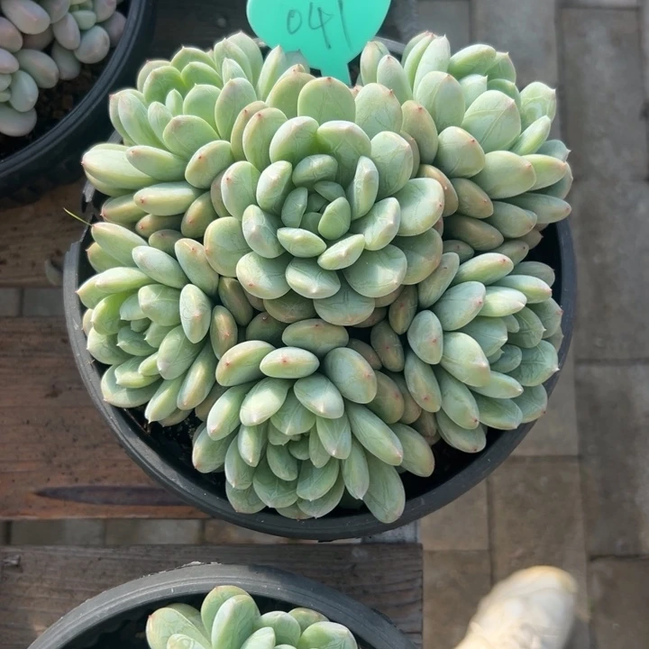 笑***语多肉植物一物一拍