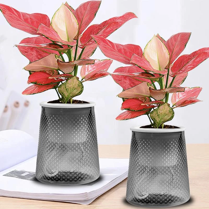 如意吉利红盆栽室内绿植盆栽桌面盆栽花卉盆景大叶水培苗