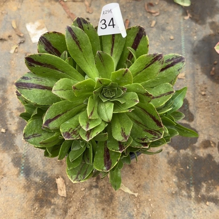 碧火多肉法师3472