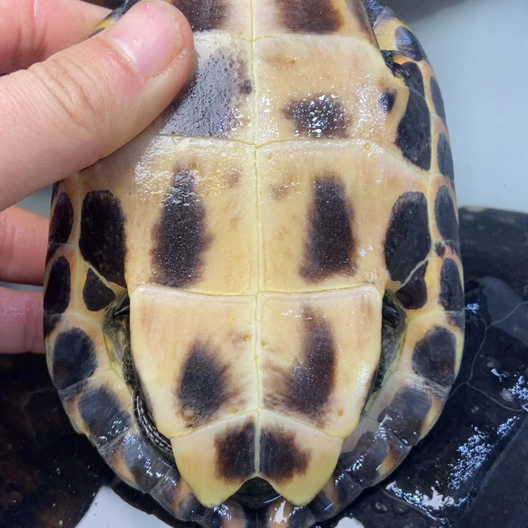 绿毛龟母冷水刀客细纹黑杂母