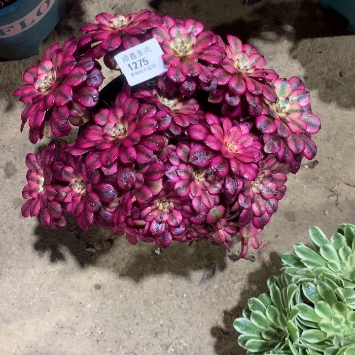1275美肌多肉植物