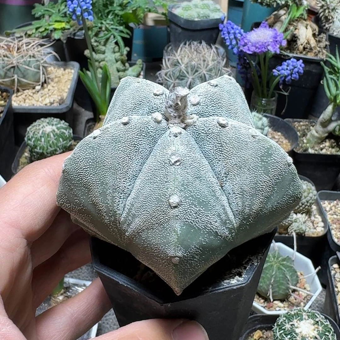 353白沙鸾凤玉带盆发货