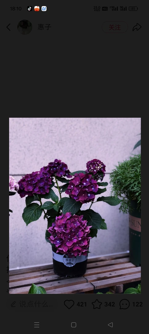 一物一拍一加仑品种大花绣球只包开箱介意勿拍无售后