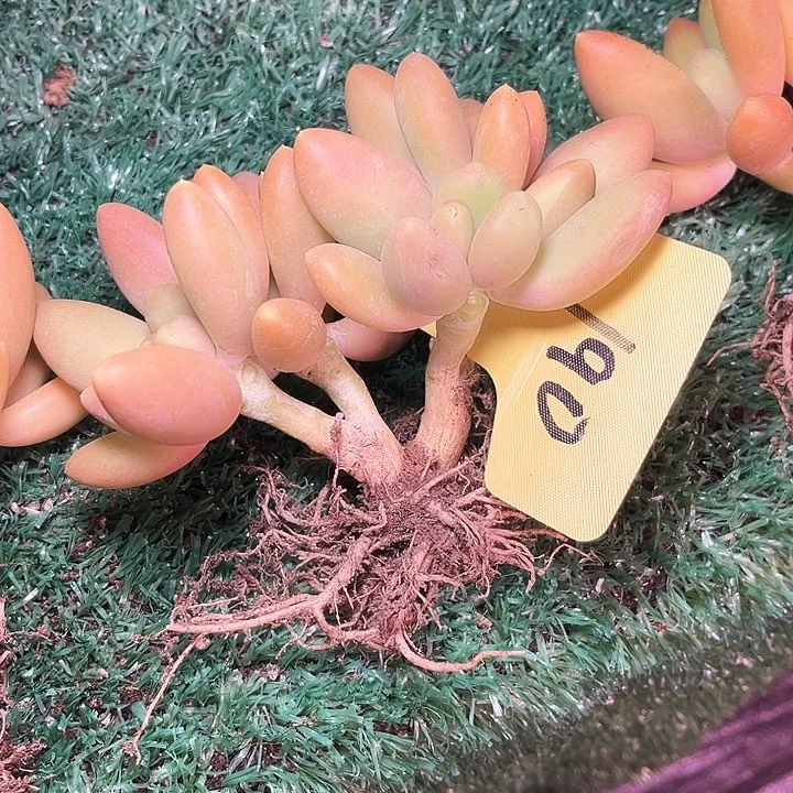 秋***去金蝉190号码牌子的话题了
