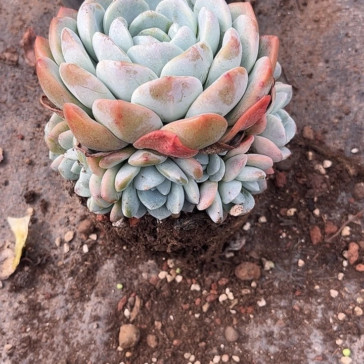 葵***花冰玉群生，一物一拍