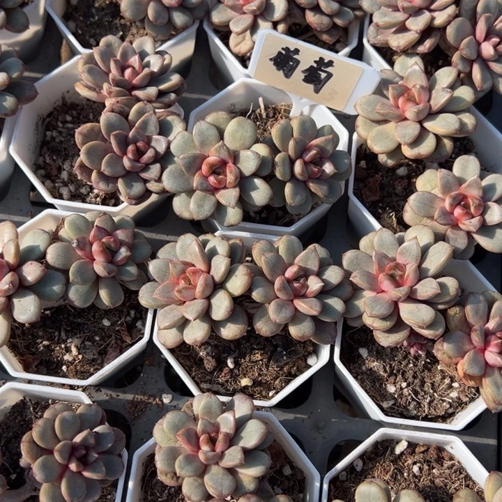 葡萄双头一颗量拍多肉满20包邮下午发