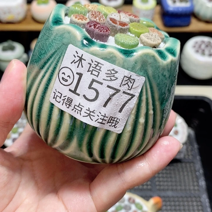 精美盆栽 一物一拍 1577