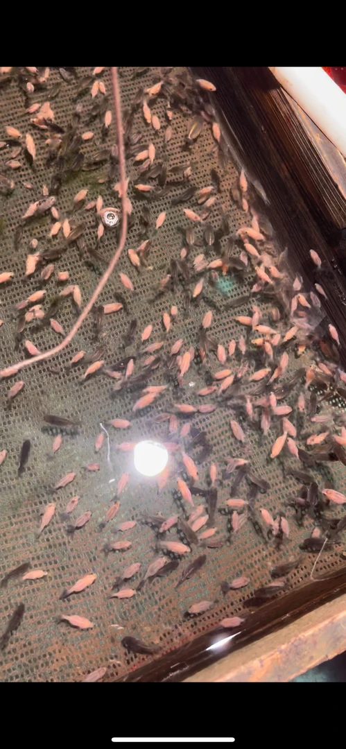 5-7cm三选练手苗7只，发货后不退不换