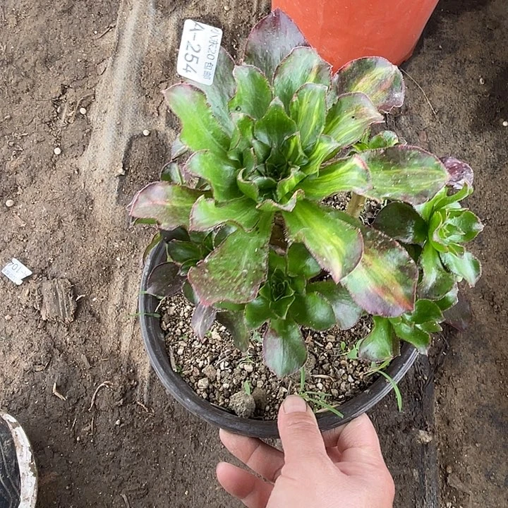 254魅影七彩多肉满20包邮
