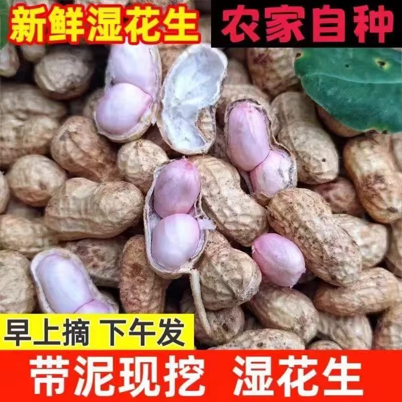 wy正宗沙土地带泥新鲜湿花生现挖现卖颗粒饱满