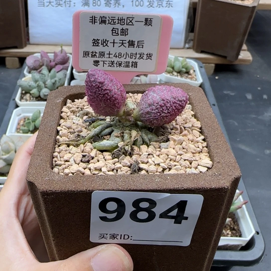 米*儿984实生多肉植物