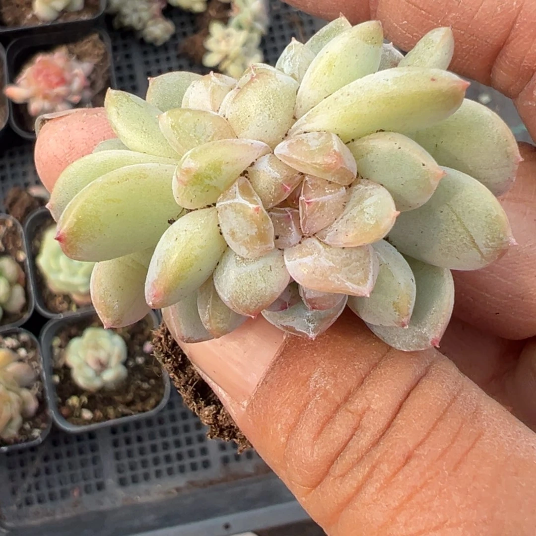 小卡拉米糖心一物一拍