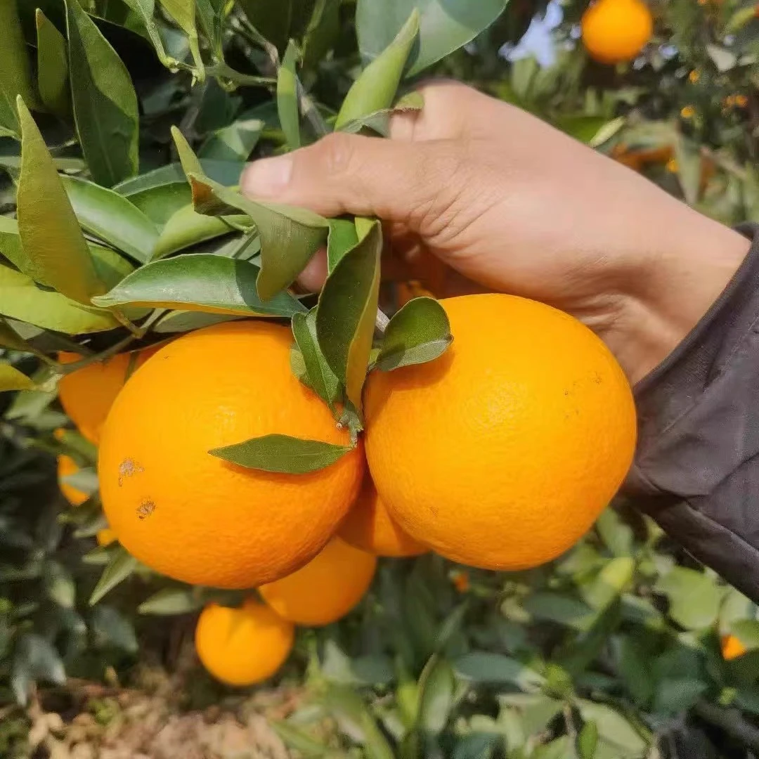 湖南高山脐橙清甜可口味美多汁新鲜采摘