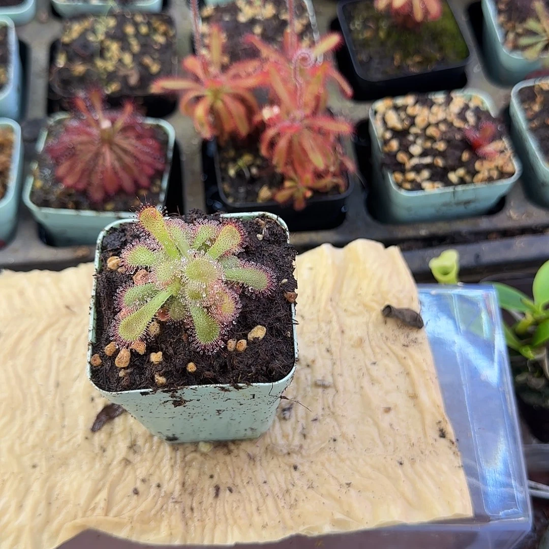 完全开放飘逸茅膏菜