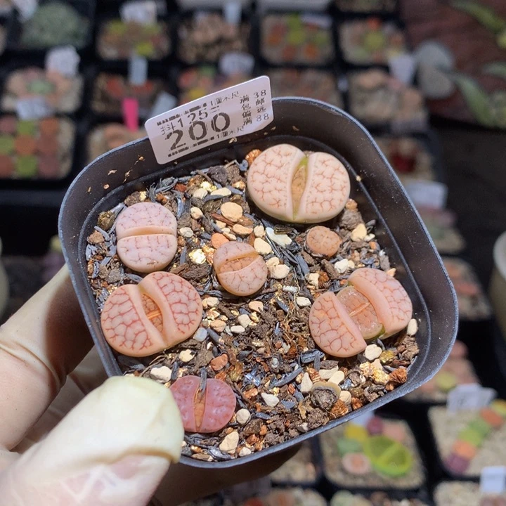 抖***谱精品生石花125.200