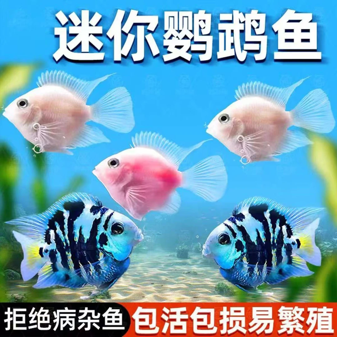 胭脂粉迷你鹦鹉鱼活体鱼小型淡水热带观赏鱼苗三湖慈鲷繁殖种鱼