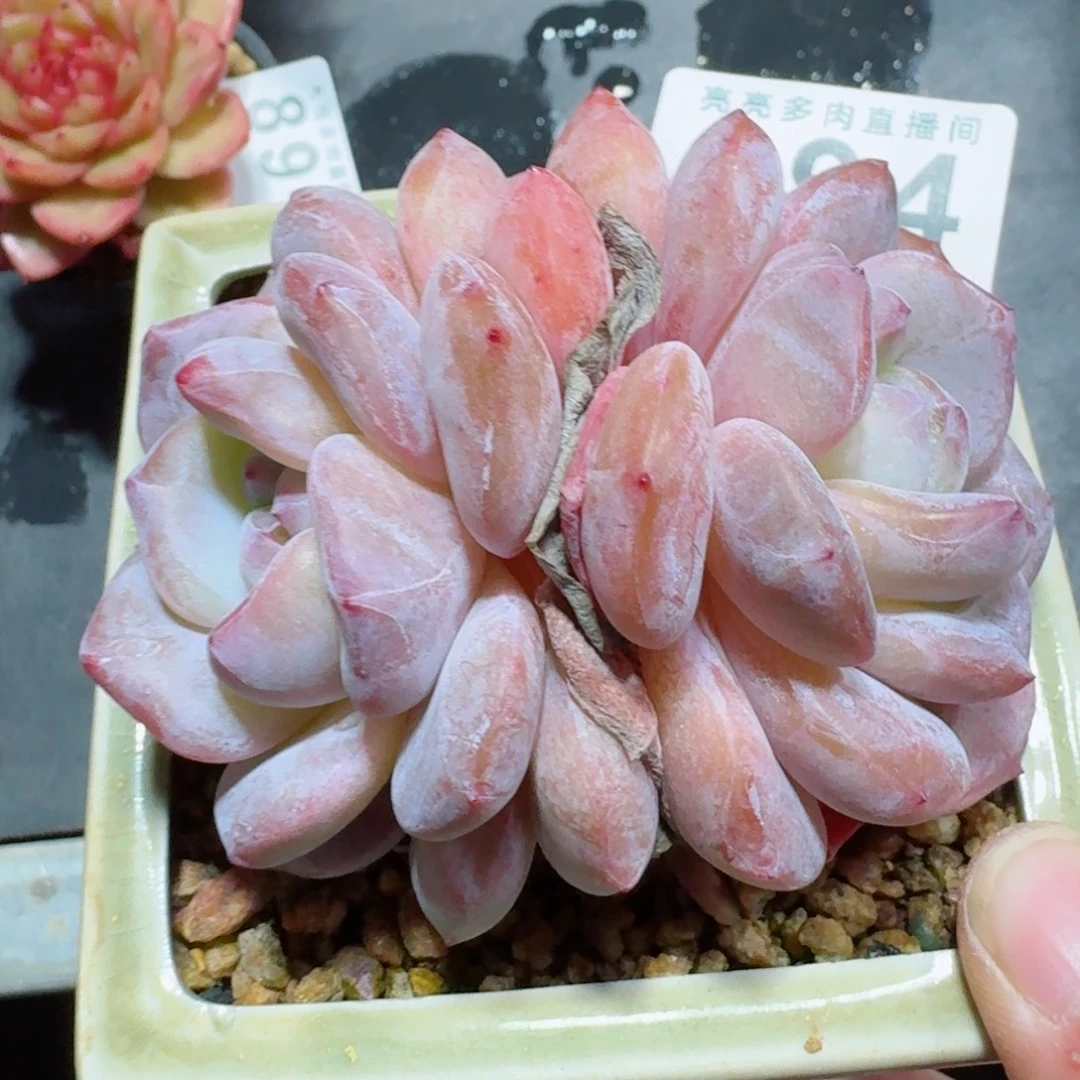 冰透橙      愿你一路坦途，乘风破浪展宏图