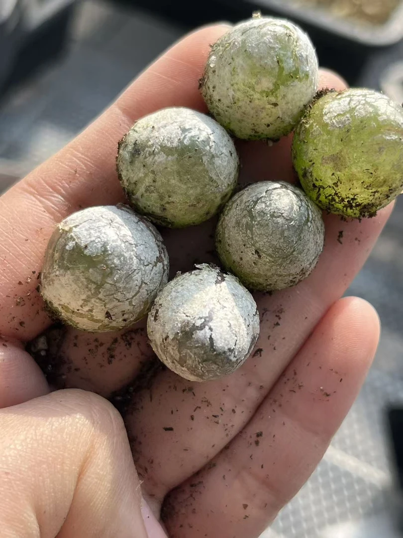 多肉植物肉锥5-9灯泡一颗