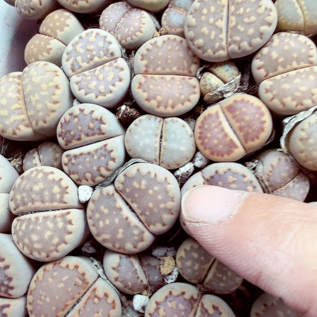 吴**?你也快回来吃饭哈哈533