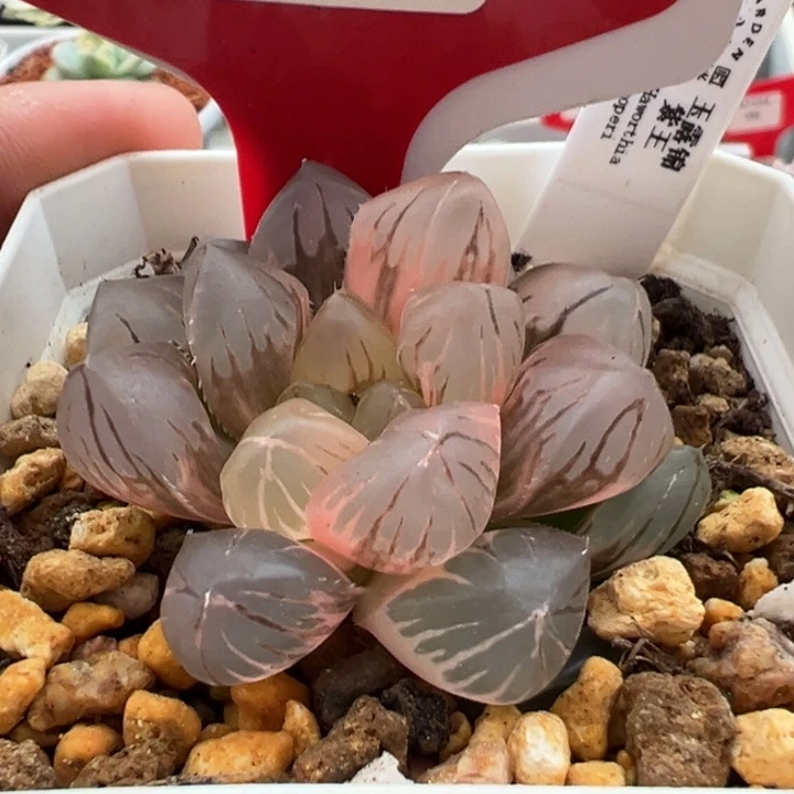 671号紫王玉露锦多肉