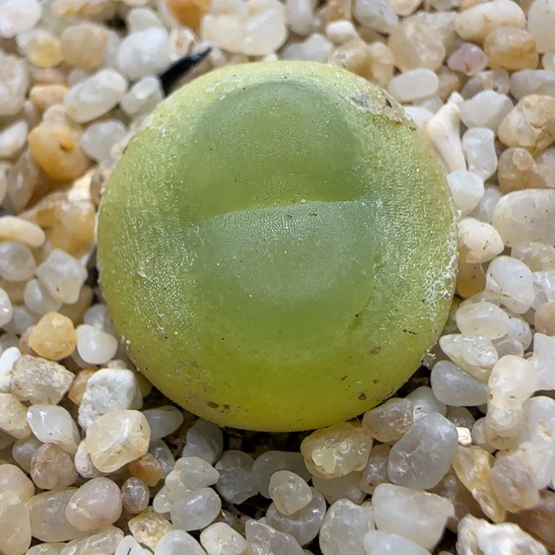 2.1号多肉1.6公分22号