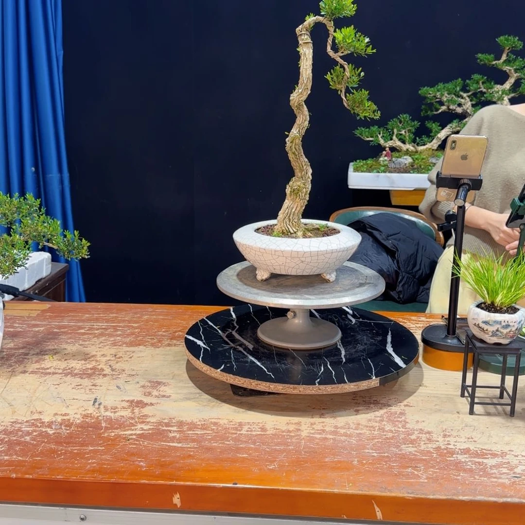 黄杨室内室外好养