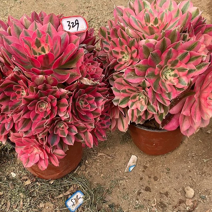 蓝***?粉红多肉植物329