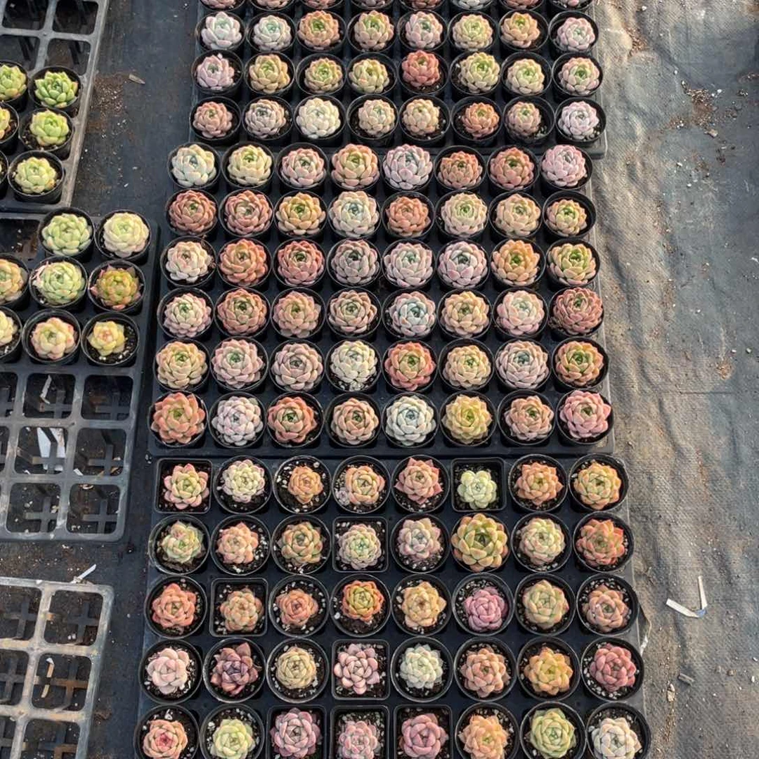 为***搏一物一拍48棵3盘