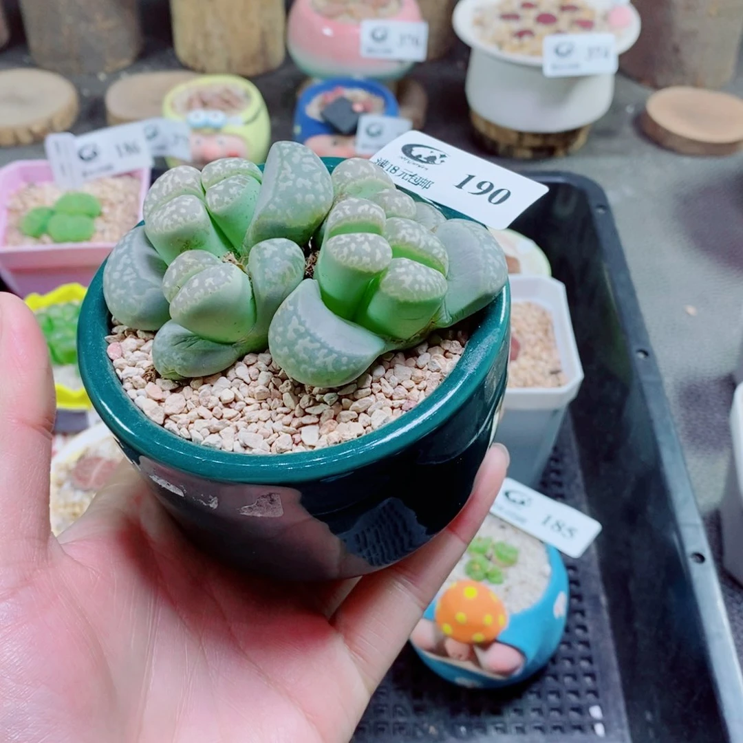 生石花花花花花花花190