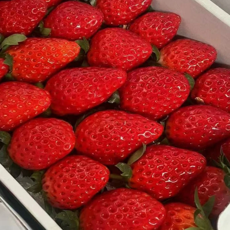 【现在买 明天到】运城本地奶油草莓礼盒装新鲜现摘大草莓牛奶草莓新鲜水果