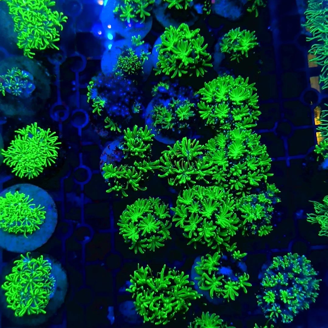 纽扣珊瑚菠萝丁，，，