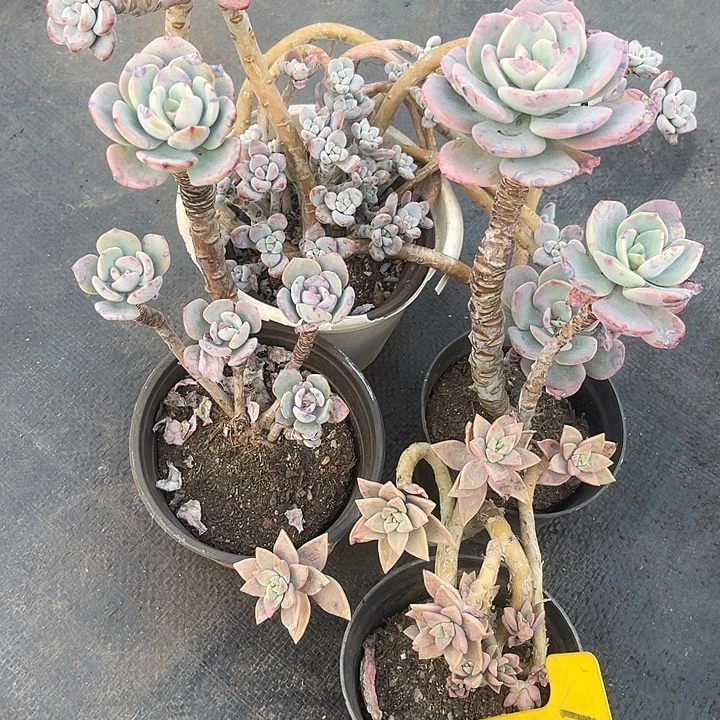 两单包邮，一物一拍171不售后