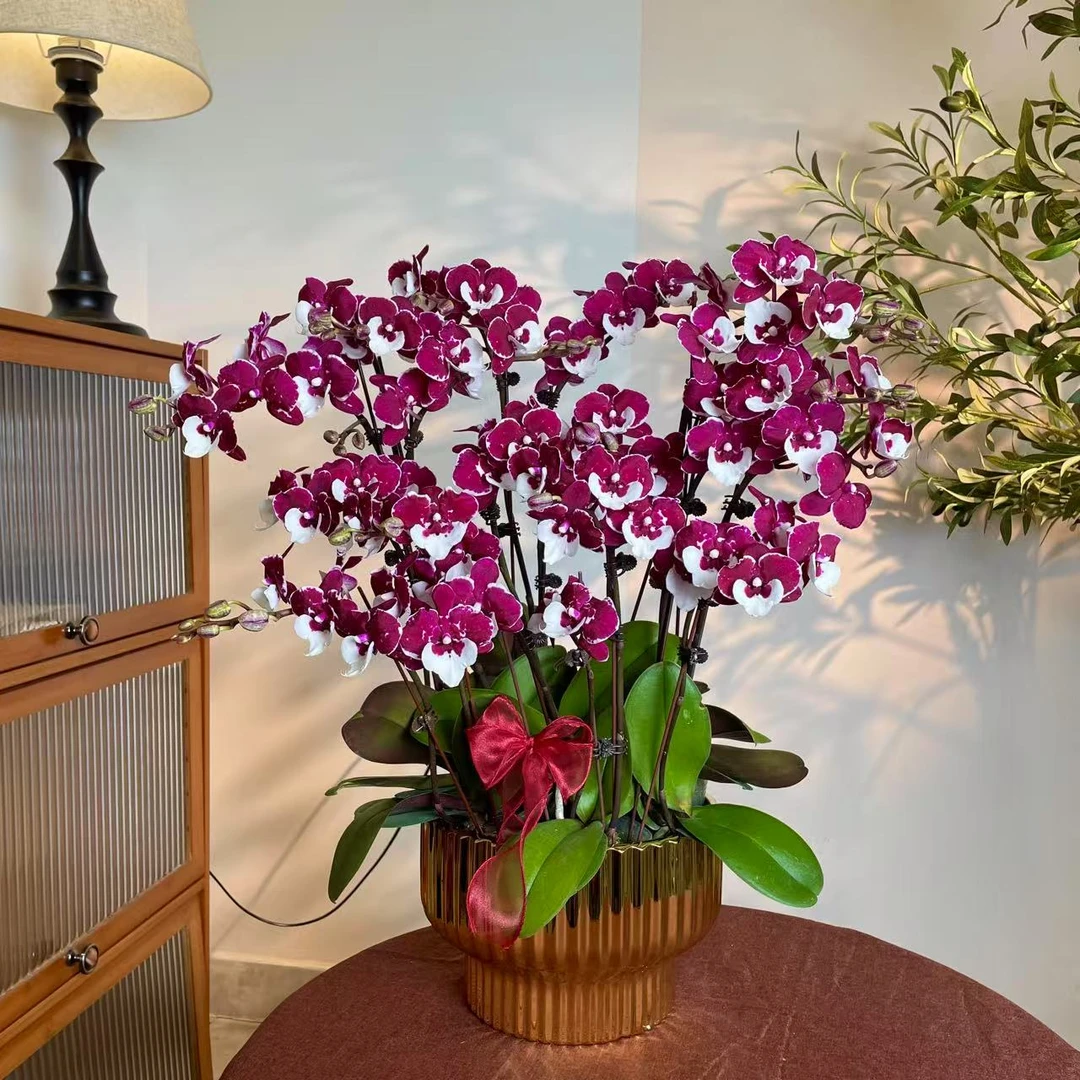 【圣诞老人-蝴蝶兰】轻奢 中式 禅意 绿植盆栽 送礼装饰 年宵花