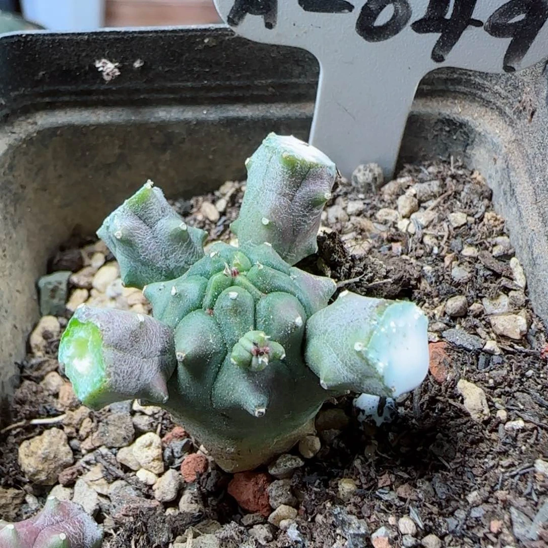 性****涕A49实生九头龙多肉