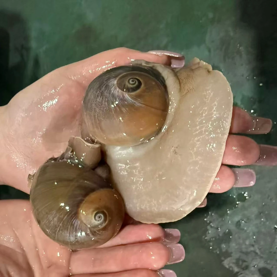 猫眼螺野生新鲜海捕 4斤 鲜活保鲜 顺丰冷链