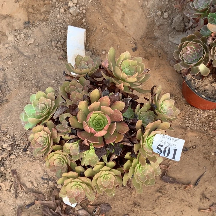 501桃花石手捧1号
