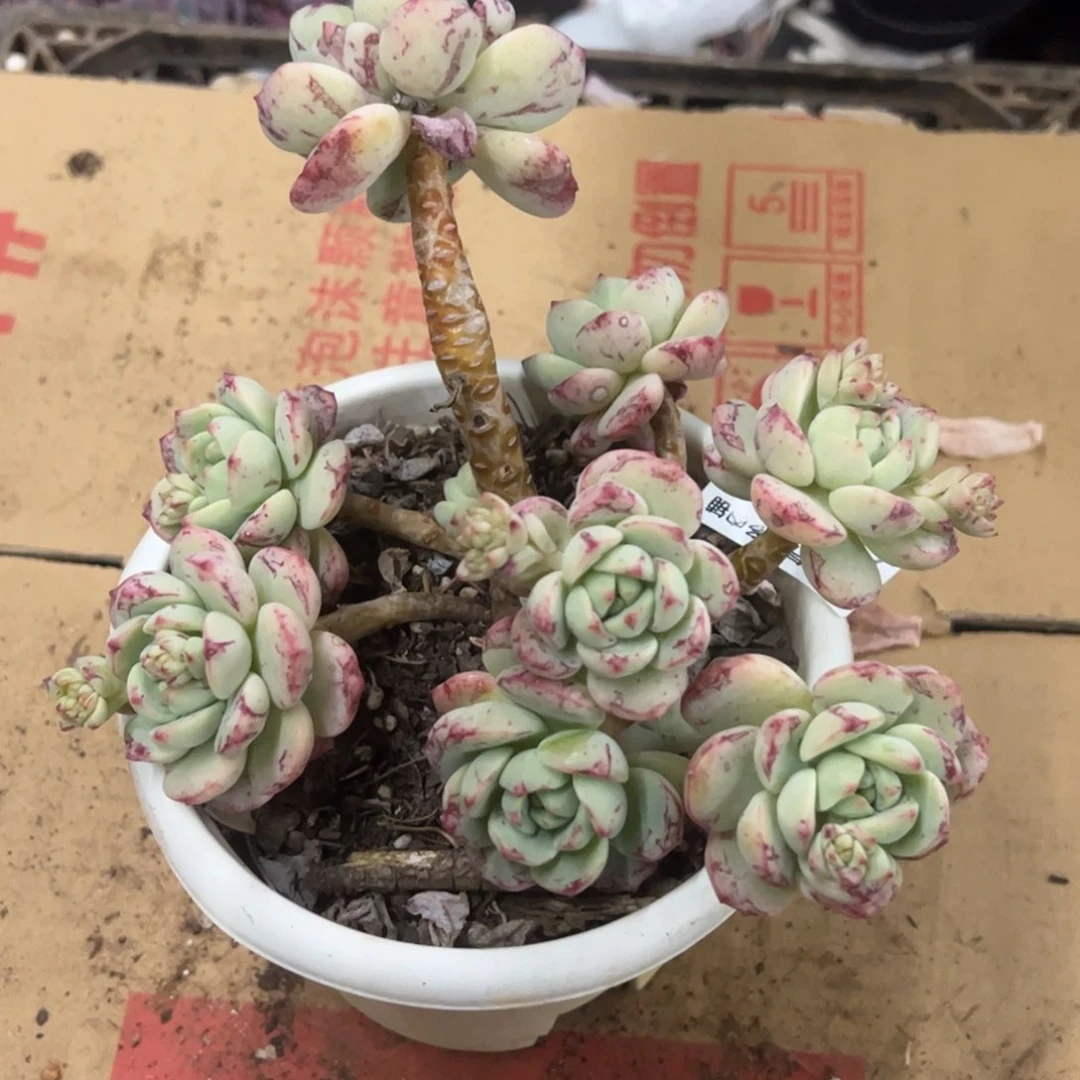 香草一物一拍1653