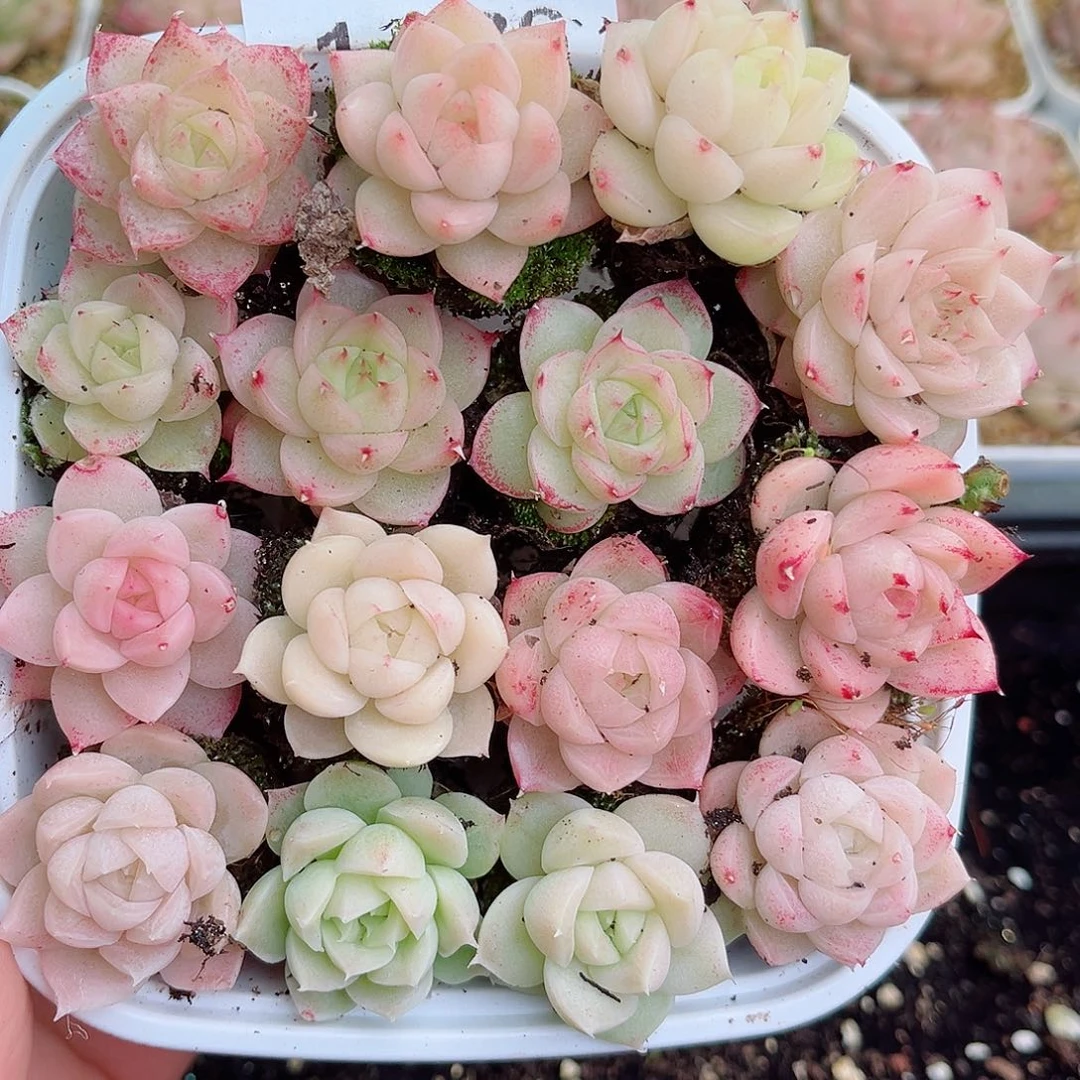 1-786 新疆西藏内蒙不发零度以下拍保温箱不拍不包损