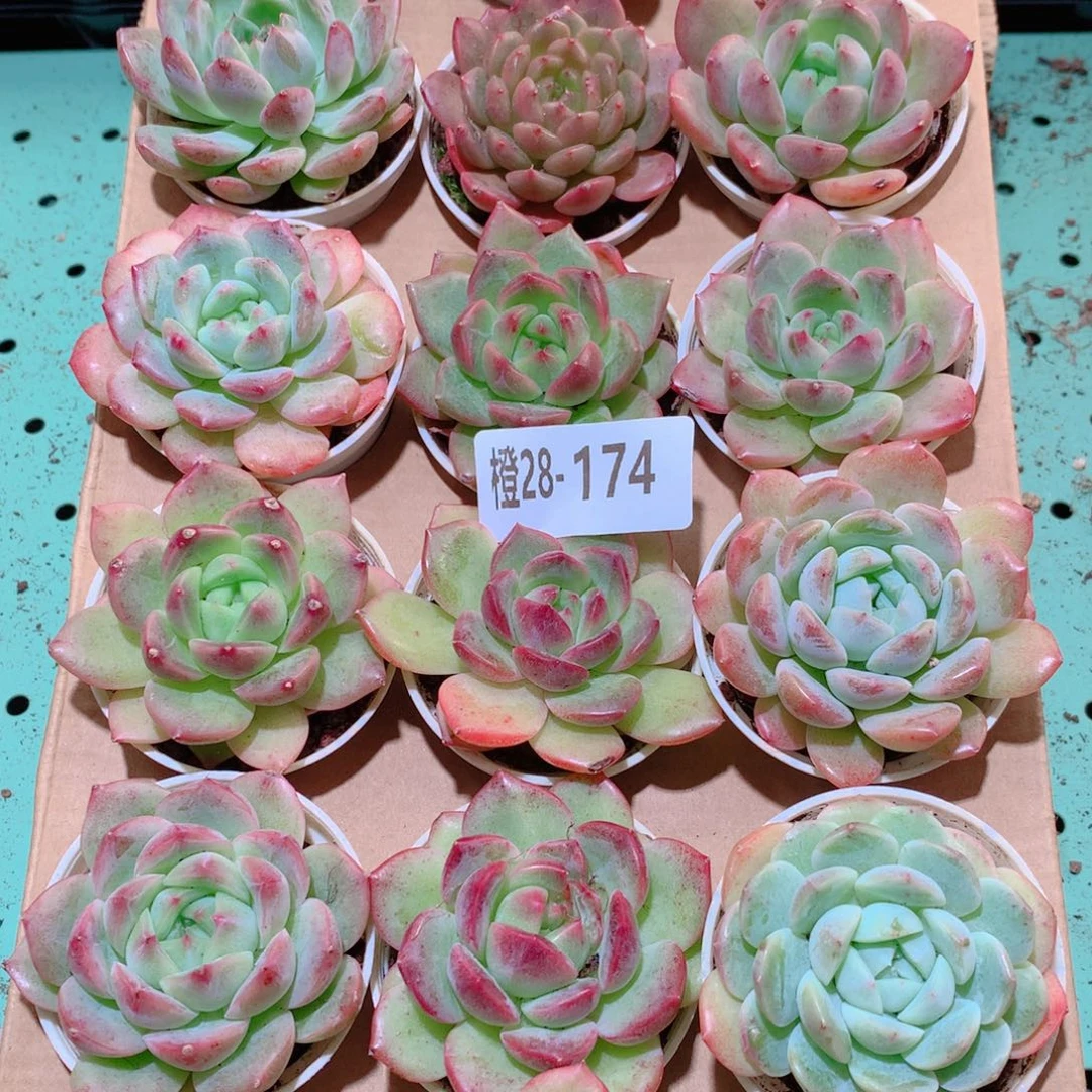 28-174一物一拍多肉带盆18颗