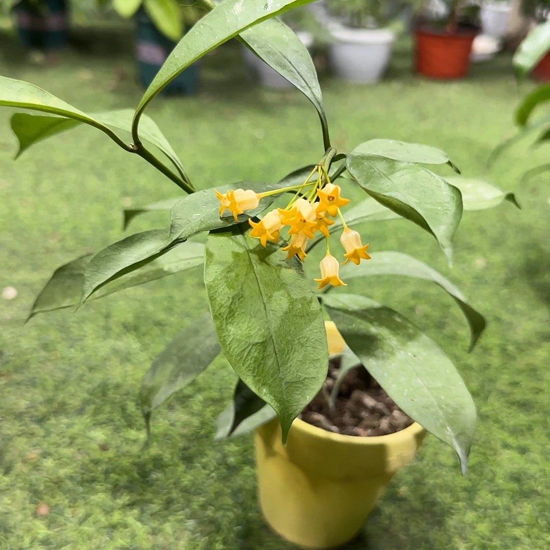 无花朵金铃球兰桌面款