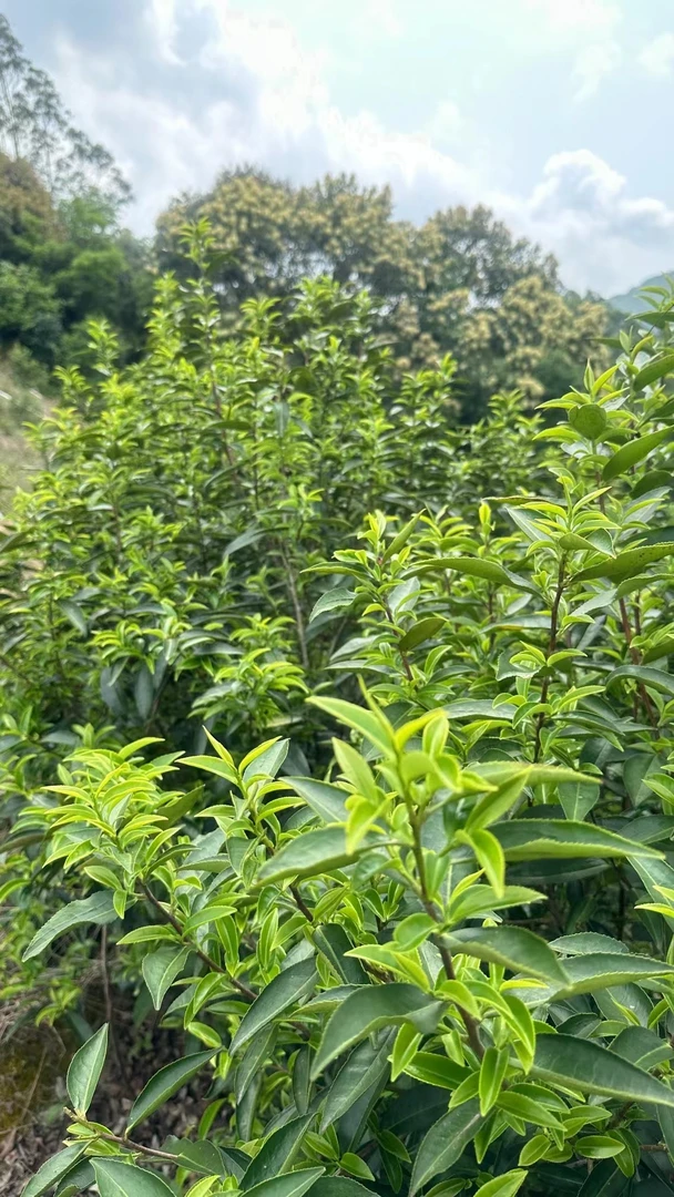 凤凰单丛“浓香型蜜兰香“高香型鸭屎香”大乌叶，