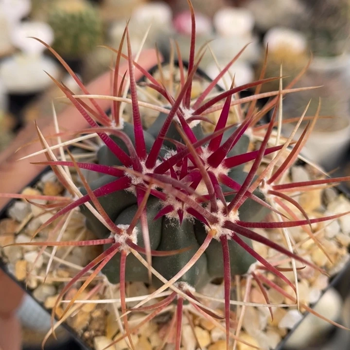 红刺金冠龙         实生根