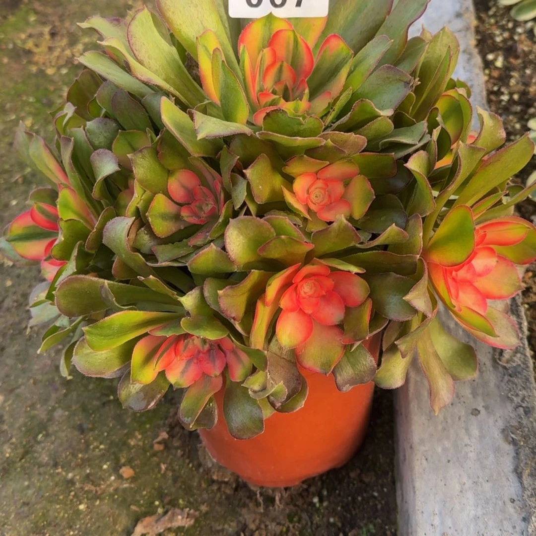 067香妃。多肉植物