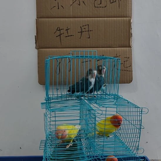 虎皮鹦鹉牡丹鹦鹉鹦鹉2只