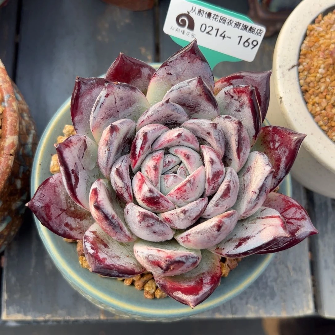 多肉一物一拍0214-169