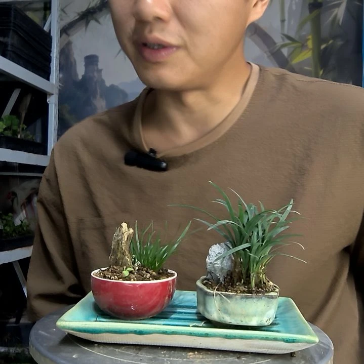 柒***n中青园艺一物一拍185