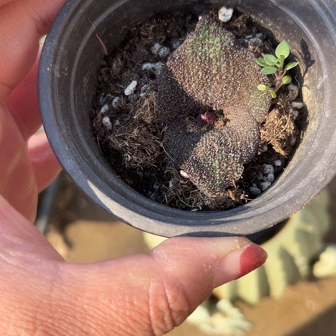 多肉植物紫镜开花