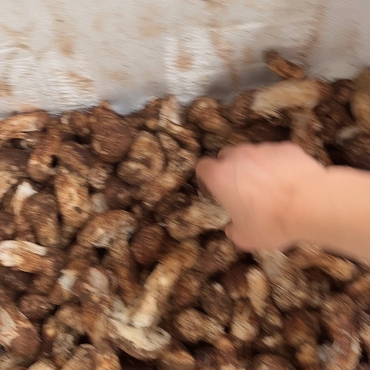 刘***瑜云南野生菌各种新鲜菌菇中国大陆