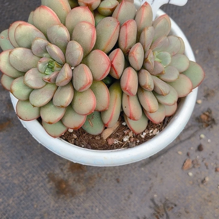 顺***其丽娟花卉葡萄葡萄